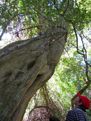 Indigenous Forest