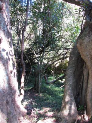 Indigenous Forest