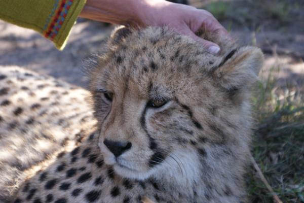 Tenikwa Wild cat sanctuary