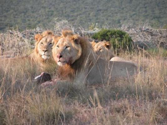 Addo Elephant Park