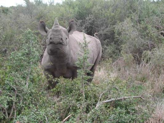 Addo Elephant Park