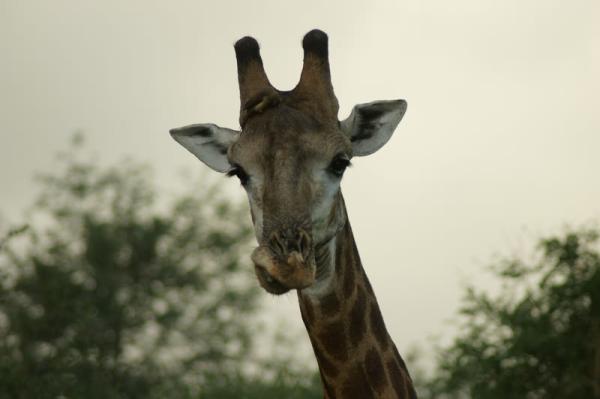 Giraffe peering at the cottage