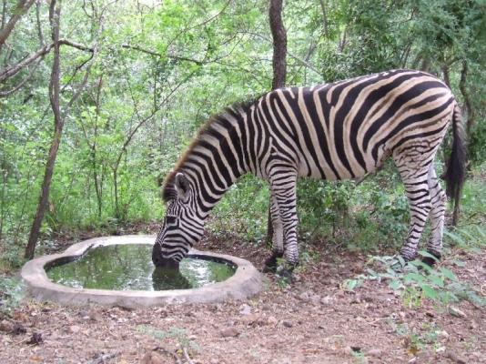 Zebra at the drinking hole near the splash pool