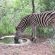 Zebra at the drinking hole near the splash pool Zebra at the drinking hole near the splash pool