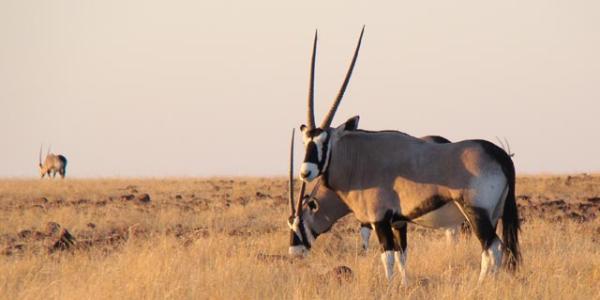 Grootberg Lodge 