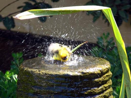 Bird life in the Gardino's garden