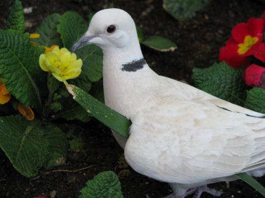 Our Garden friends