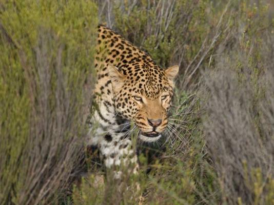 Aquila Private Game Reserve Safari & Spa