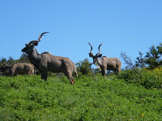 Kudu