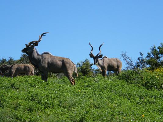 Kudu