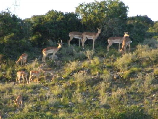 Impala