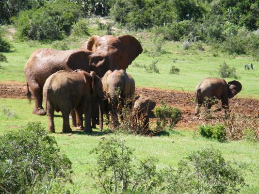 Addo elephant