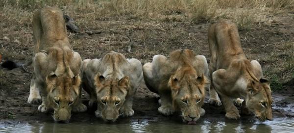 Lions drinking