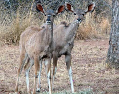 Our curious  Kudu twins