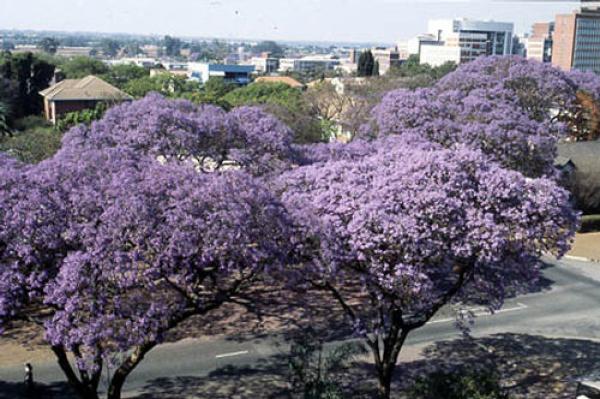 Harare in Spring