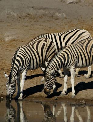 Zebra in Etosha National Park