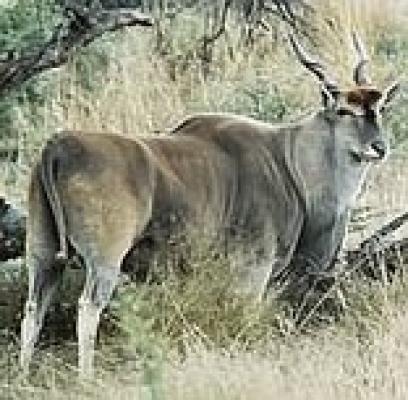 Wildlife & Game Reserves of Namibia