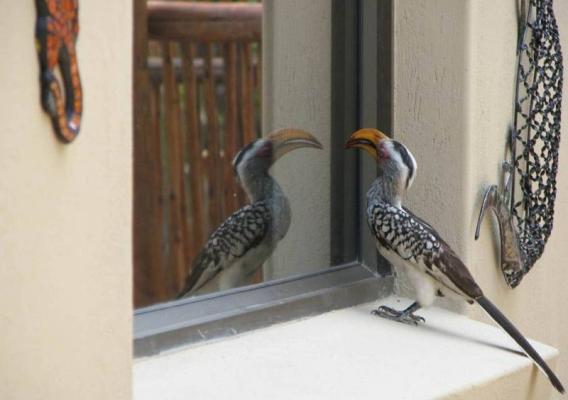 yellow-billed hornbill