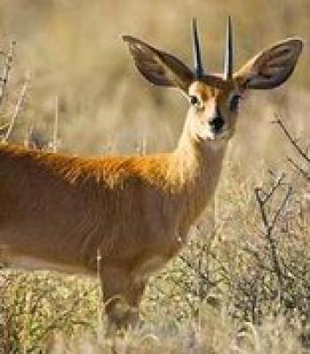 Karoo National Park Wildlife