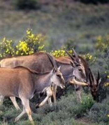 Karoo National Park Wildlife
