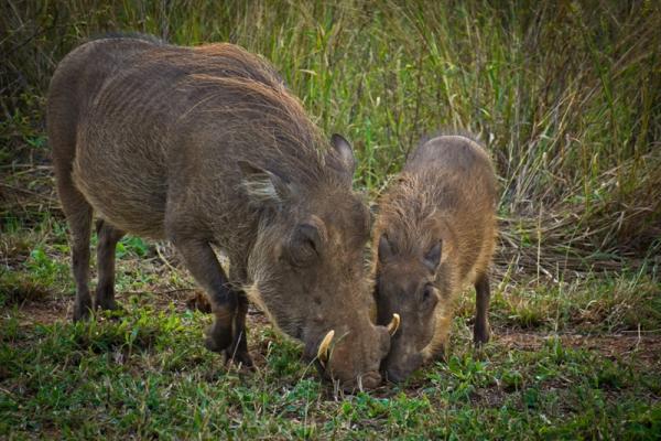 Warthog Rest Hoedspruit Wildlife Estate