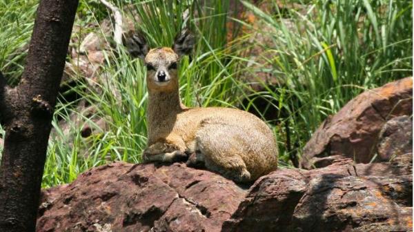 Klipspringer @ Bateleur