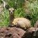 Klipspringer @ Bateleur