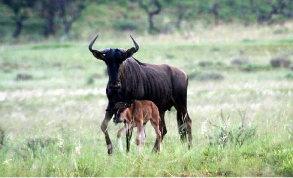 A Gnu Family @ Bateleur