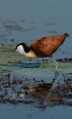 Jacana