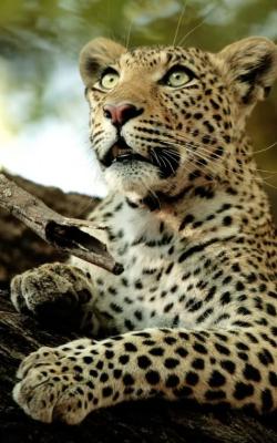 Leopard