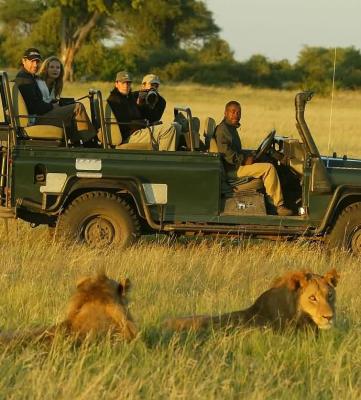 Viewing lions