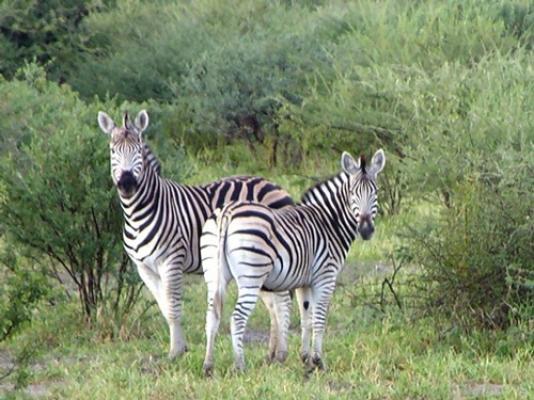 Central Kalahari Game Reserve