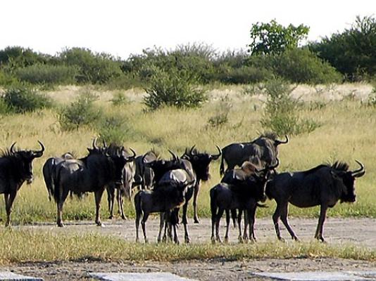 Central Kalahari Game Reserve