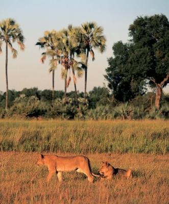 Moremi Game Reserve