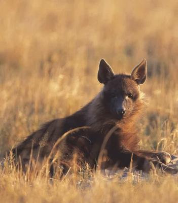 Moremi Game Reserve