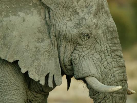 Okavango Delta