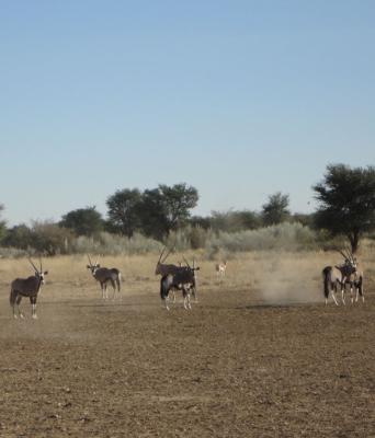Kgalagadi Kgalagadi