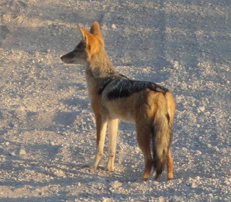 Kgalagadi