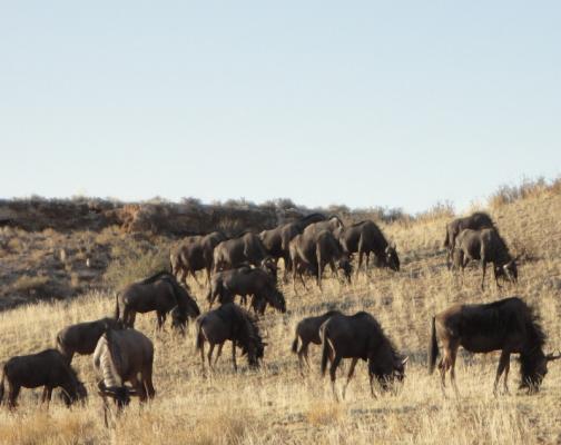 Kgalagadi