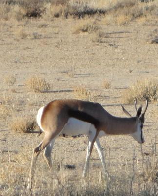 Kgalagadi