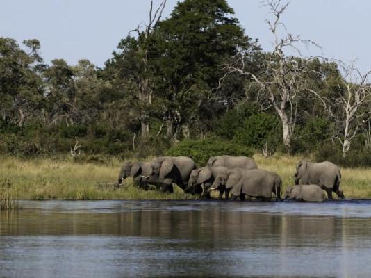 Savuti Camp Elephants