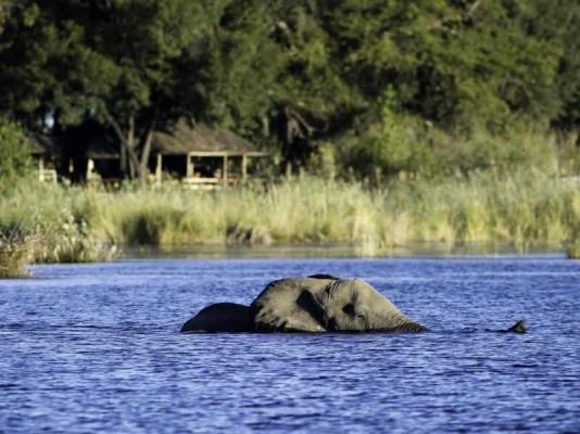 Elephant infront of Duma Tau Camp