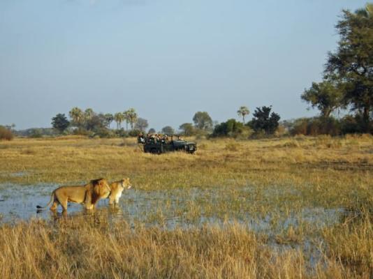 Chitabe Camp Game Viewing