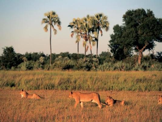 Chitabe Camp Lion Pride