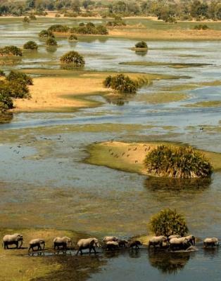 Elephants crossing