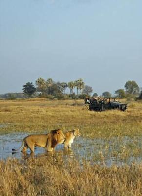 Chitabe Lediba Game Viewing