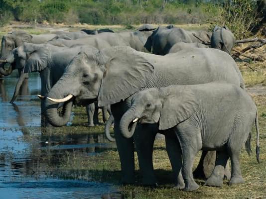 Elephants at Kings Pool Camp