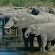 Elephants at Kings Pool Camp