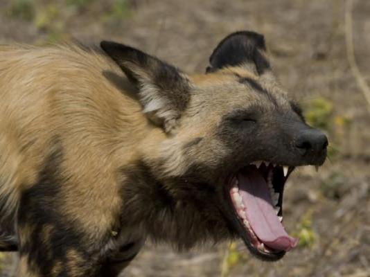 Vumbura Plains Wilddog