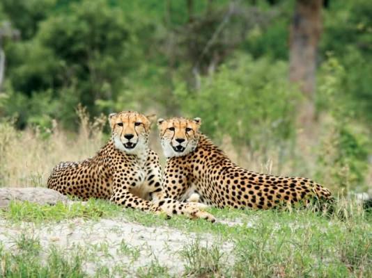 Vumbura Plains Game Viewing